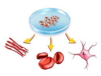 good thesis for stem cell research good thesis for stem cell research